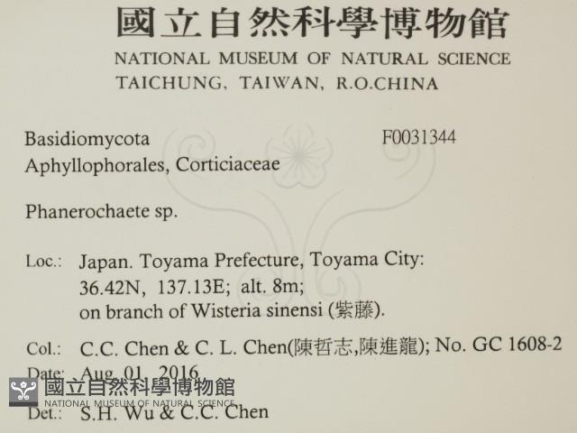 顯絲菌屬藏品圖，第2張