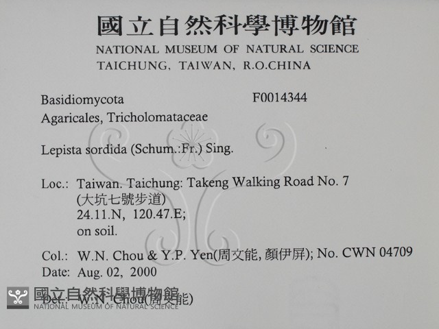 花臉香蘑藏品圖，第2張
