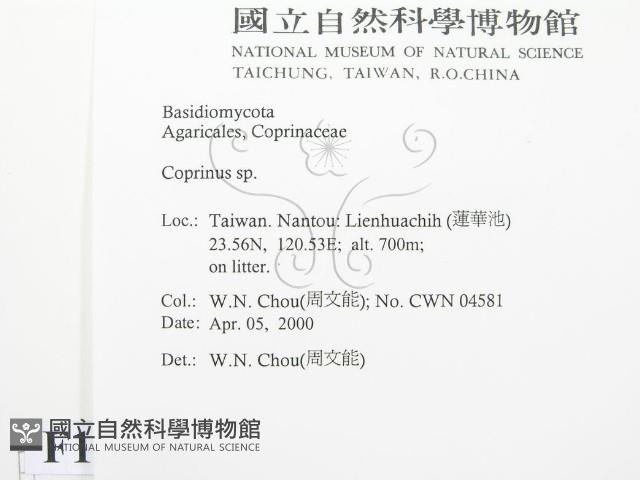 鬼傘屬藏品圖，第2張