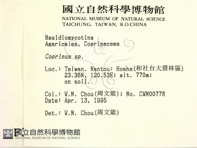 鬼傘屬藏品圖，第2張