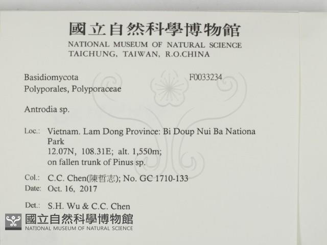 薄孔菌屬藏品圖，第2張