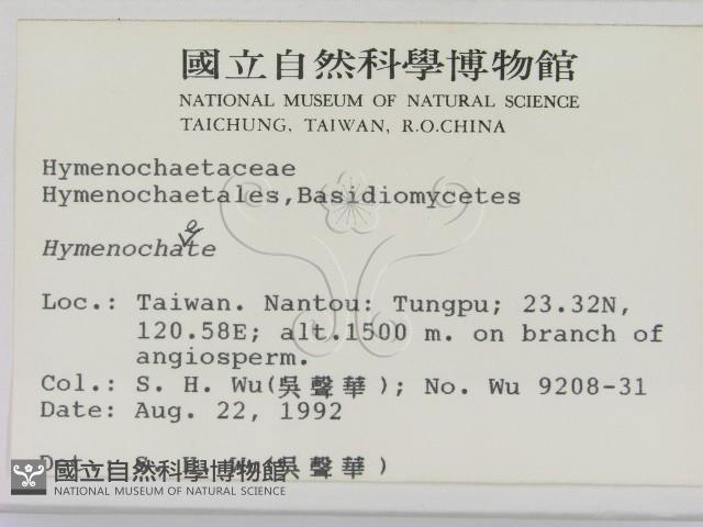 刺革菌屬藏品圖，第2張