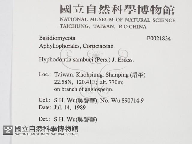 冇骨消絲齒菌藏品圖，第2張