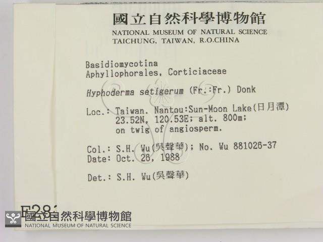 剛毛絲皮菌藏品圖，第2張