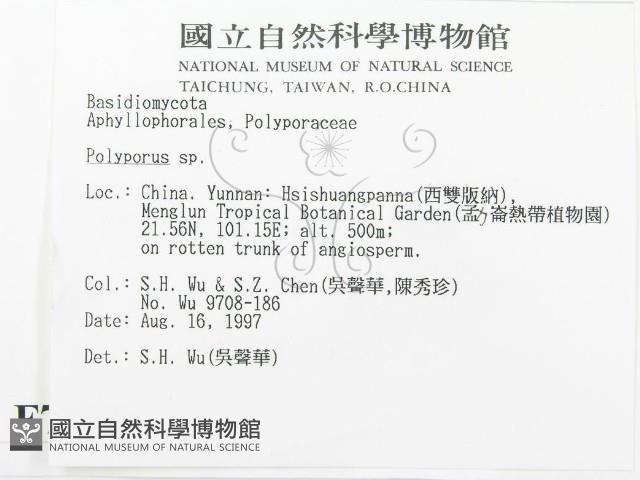 多孔菌屬藏品圖，第2張
