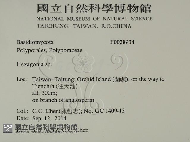 蜂窩菌屬藏品圖，第2張