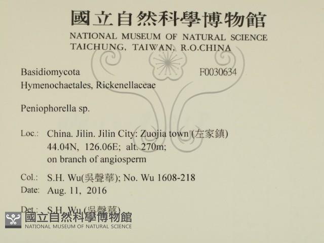 擬筍殼菌屬藏品圖，第2張