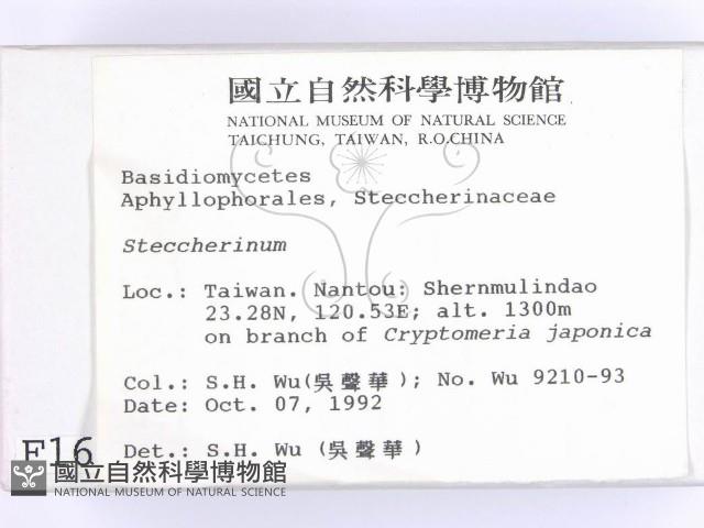 齒耳菌屬藏品圖，第2張