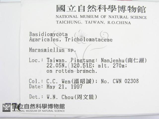 微皮傘屬藏品圖，第2張