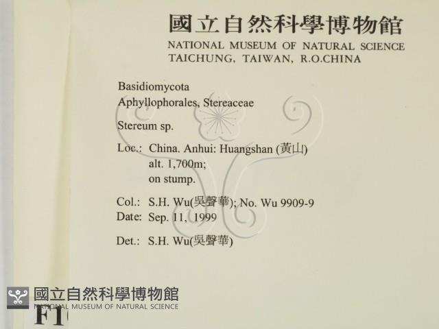韌革菌屬藏品圖，第2張