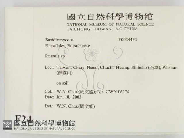 紅菇屬藏品圖，第2張