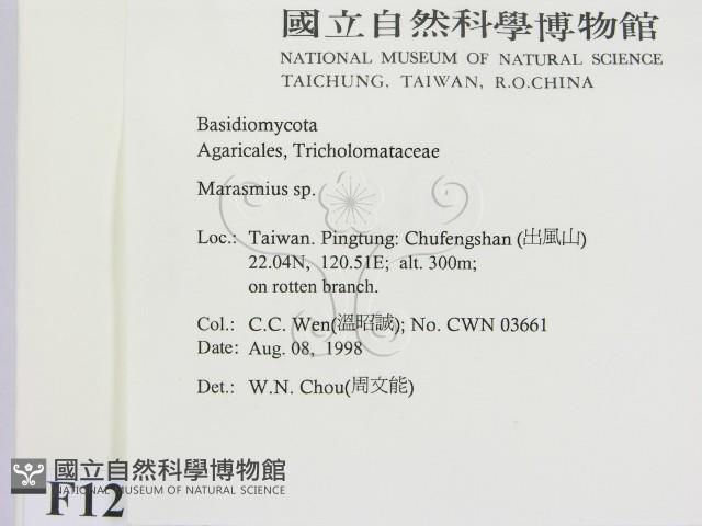 小皮傘屬藏品圖，第2張