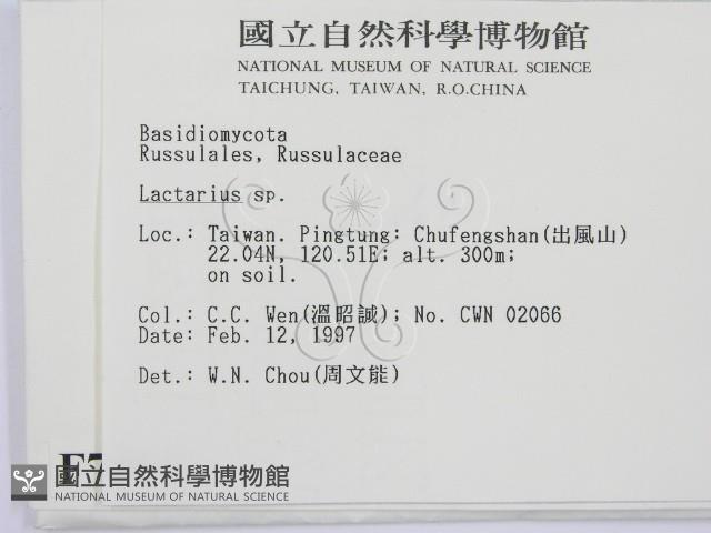 乳菇屬藏品圖，第2張