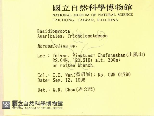 微皮傘屬藏品圖，第2張