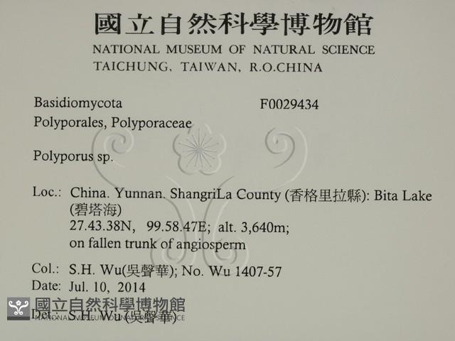 多孔菌屬藏品圖，第2張