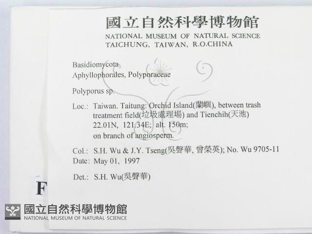 多孔菌屬藏品圖，第2張