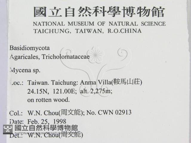 小菇屬藏品圖，第2張