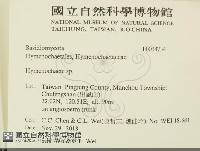 刺革菌屬藏品圖，第2張
