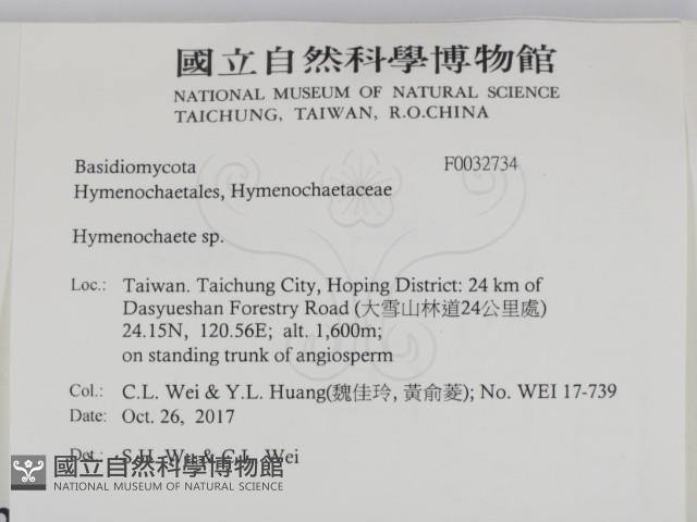 刺革菌屬藏品圖，第2張