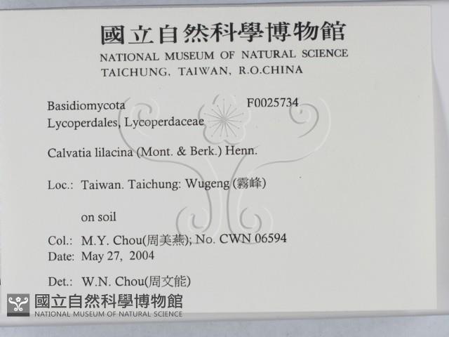 紫色禿馬勃藏品圖，第2張