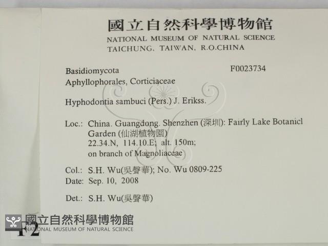 冇骨消絲齒菌藏品圖，第2張