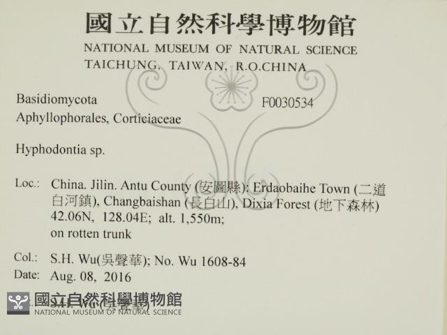 絲齒菌屬藏品圖，第2張