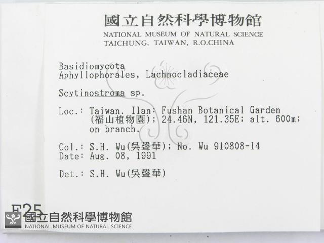 革墊菌屬藏品圖，第2張