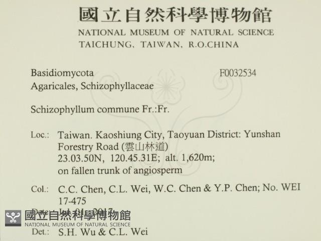 裂褶菌藏品圖，第2張