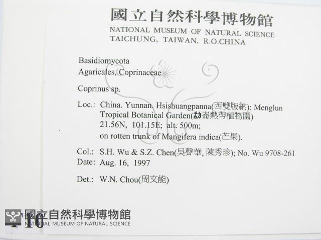 鬼傘屬藏品圖，第2張