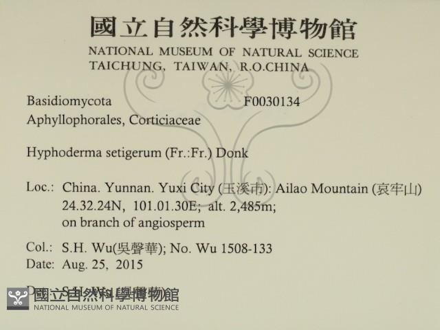 剛毛絲皮菌藏品圖，第2張