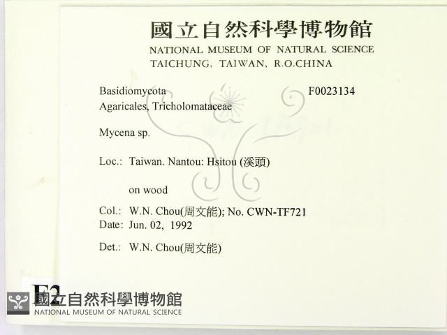 小菇屬藏品圖，第2張