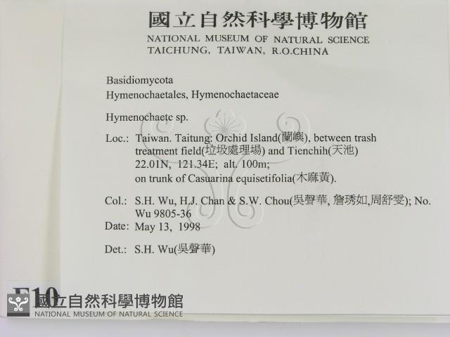 刺革菌屬藏品圖，第2張