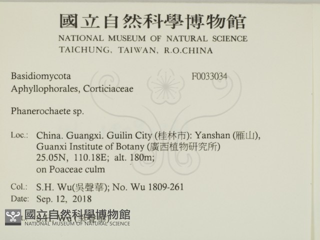 顯絲菌屬藏品圖，第2張