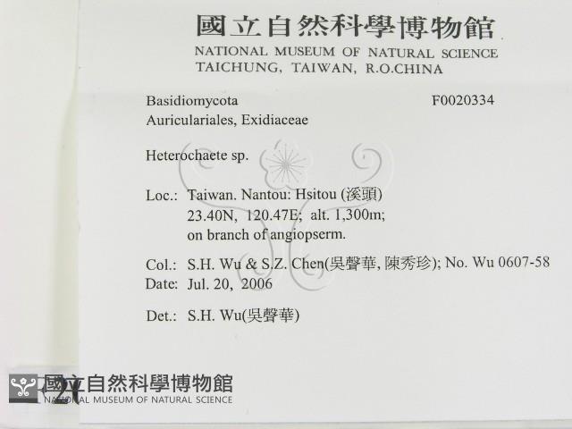 刺皮菌屬藏品圖，第2張