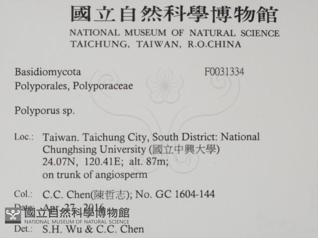 多孔菌屬藏品圖，第2張