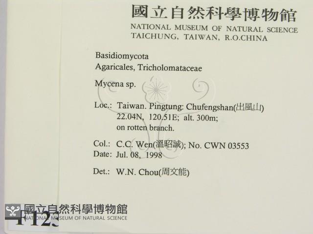小菇屬藏品圖，第2張