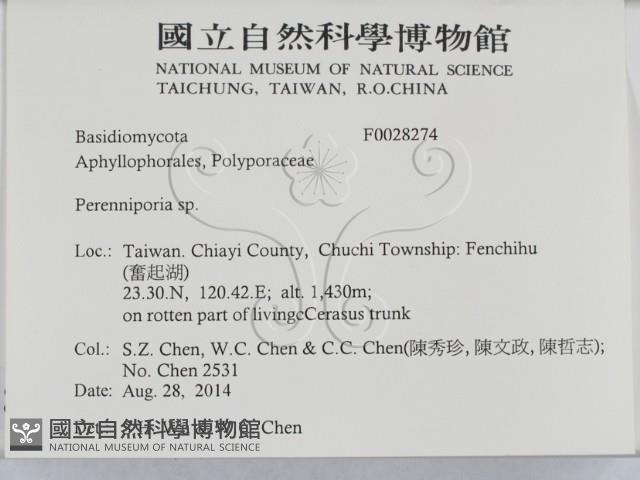 多年臥孔菌屬藏品圖，第2張