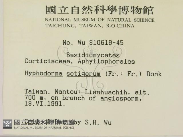 剛毛絲皮菌藏品圖，第2張