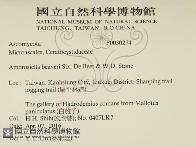 登錄號:F0030274藏品圖，第2張