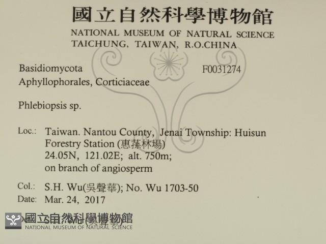 擬射脈菌屬藏品圖，第2張