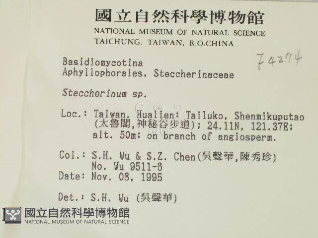 齒耳菌屬藏品圖，第2張