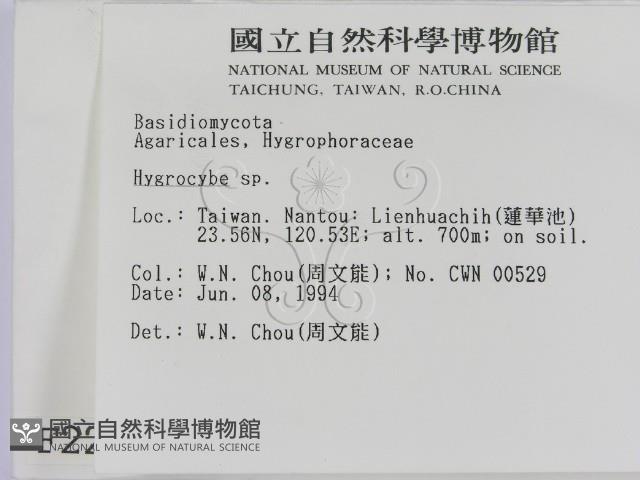 濕傘屬藏品圖，第2張