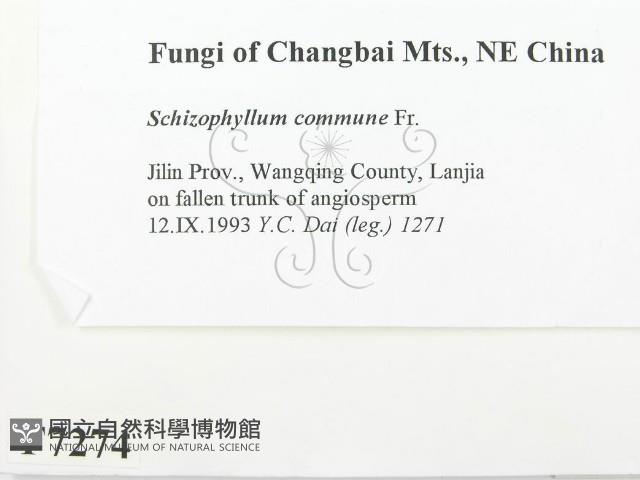 裂褶菌藏品圖，第2張