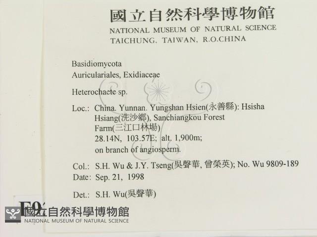 刺皮菌屬藏品圖，第2張