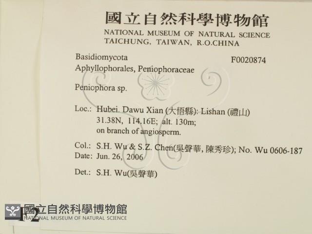 筍殼菌屬藏品圖，第2張