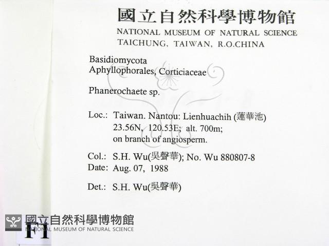 顯絲菌屬藏品圖，第2張