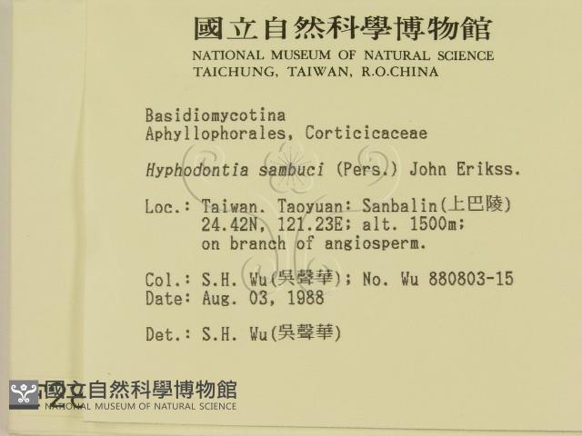 冇骨消絲齒菌藏品圖，第2張