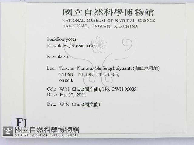 紅菇屬藏品圖，第2張