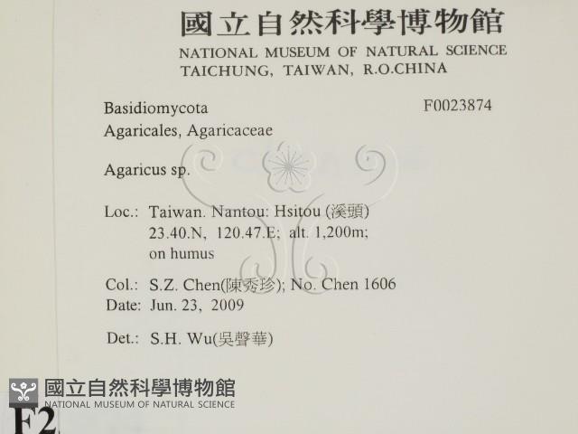 傘菌屬藏品圖，第2張