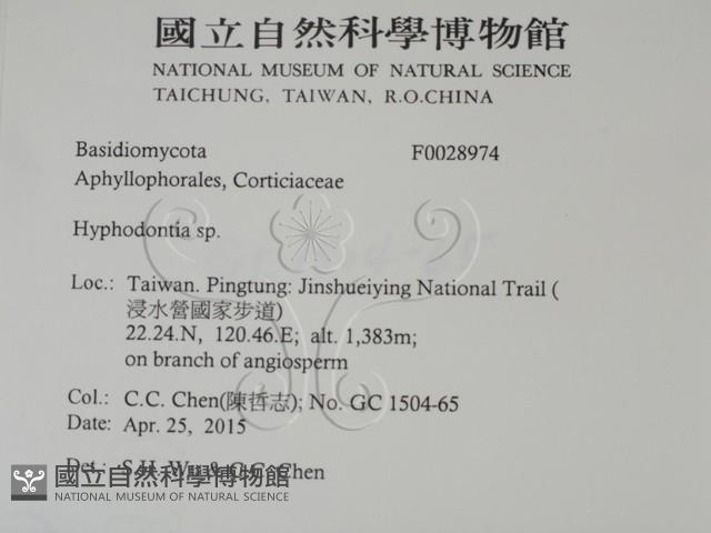 絲齒菌屬藏品圖，第2張